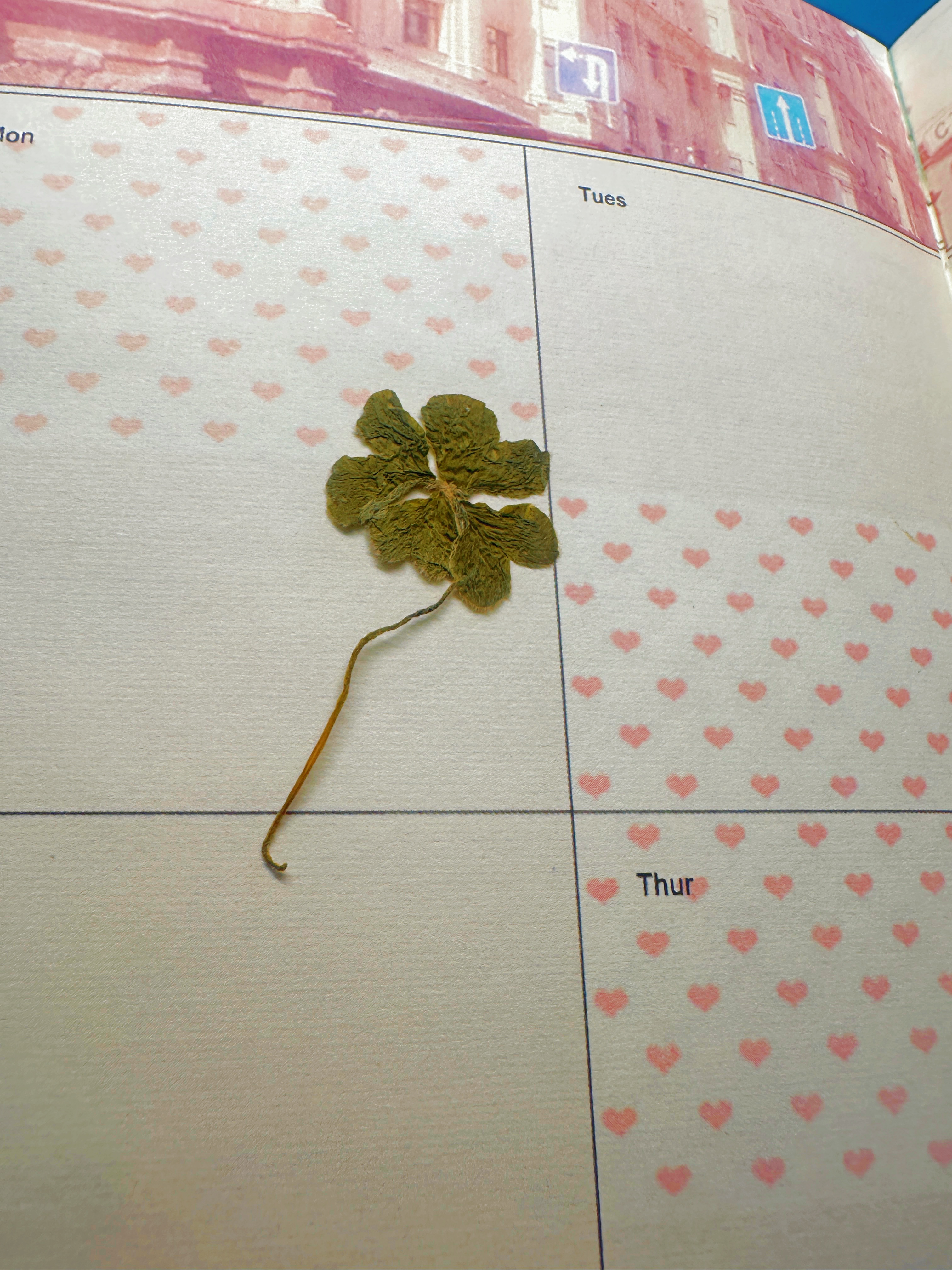 A preserved four-leaf clover resting in a notebook with pink hearts